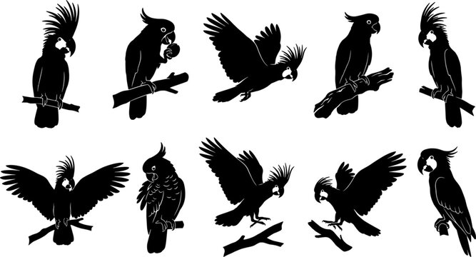 Variety pack of cockatoo parrot silhouettes perching and flying for tropical bird set