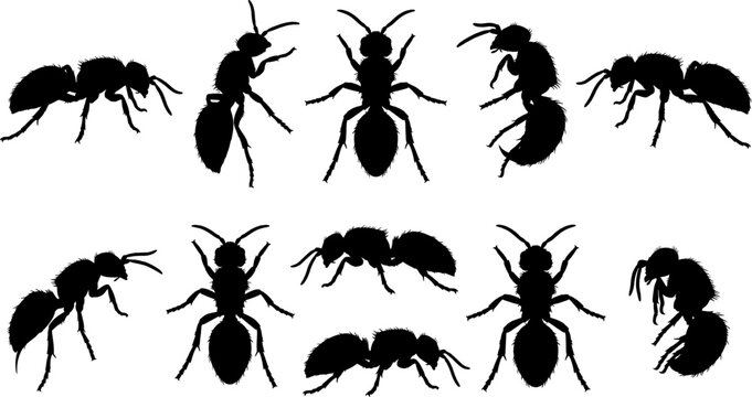 Velvet ant and mutillidae silhouette collection set featuring hairy wasp variety shapes
