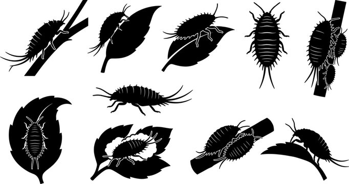Variety pack of mealybug silhouettes showing different species of pseudococcidae on plant surfaces