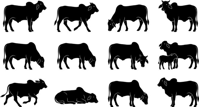 Zebu brahman cattle silhouette pack set featuring cows bulls and calves walking