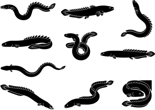 Bichir and dragon fish silhouettes collection set featuring primitive eel-like species variety bundle pack