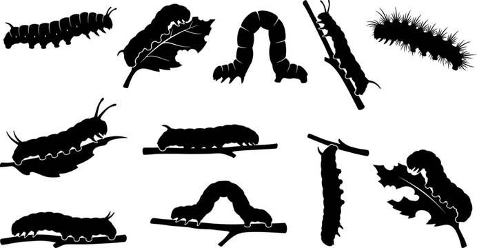 Caterpillar larvae silhouettes set featuring various species and crawling actions variety collection bundle pack