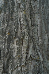 Fototapeta premium Textured surface of a tree trunk showing natural patterns in the bark during daylight