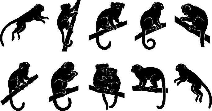 Marmoset and tamarin set featuring small monkey silhouettes perched on jungle branches