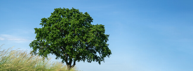 A large tree stands alone under a clear blue sky with green grass in the foreground during daytime © Jill Dundee