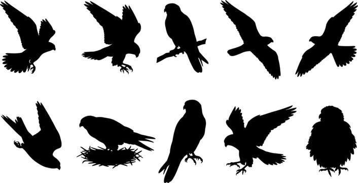 Variety set of hawk silhouettes perching on branches and soaring in flight bundle