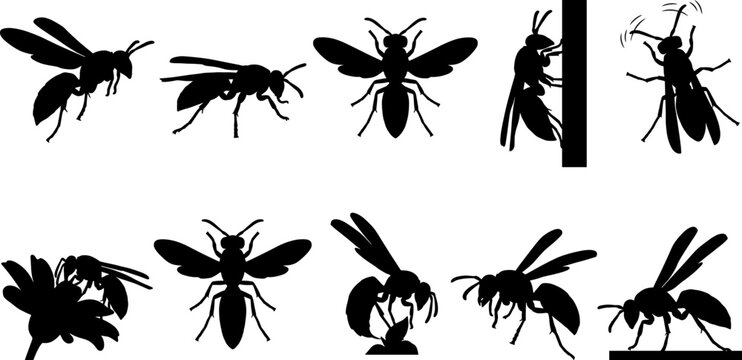 Wasp and hornet insect silhouette set showing flying and stinging positions of common stinging pests