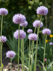 Fototapeta premium Allium
