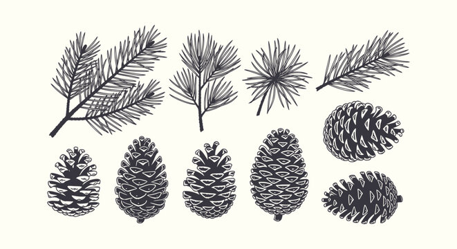 Vintage Pine Cones and Evergreen Branches Hand Drawn Illustration Set for Winter and Christmas Decor