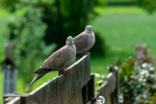 Two Eurasian collared doves rest on a weathered wooden fence surrounded by soft green foliage and natural bokeh. Ideal for themes of wildlife, nature, tranquillity and garden life.