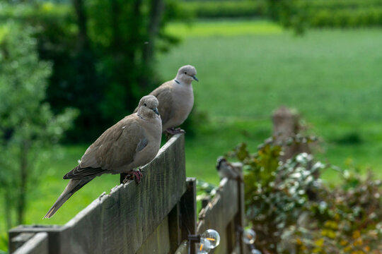 Two Eurasian collared doves rest on a weathered wooden fence surrounded by soft green foliage and natural bokeh. Ideal for themes of wildlife, nature, tranquillity and garden life.