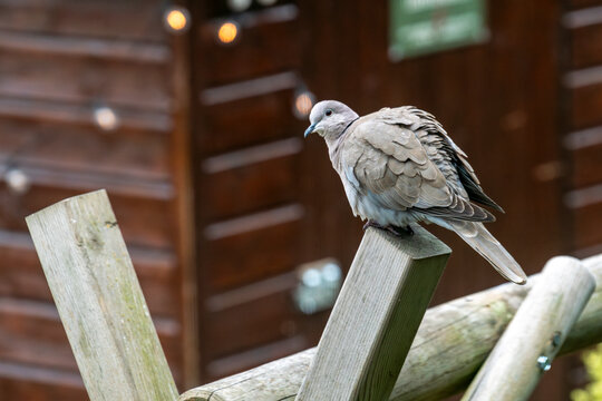 A Eurasian collared dove rests on a weathered wooden pole, surrounded by soft brown and grey tones and natural bokeh. Ideal for themes of wildlife, nature, tranquillity and garden life.