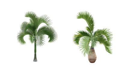 Obraz premium Tropical Fan Palm Trees Isolated on Black Background