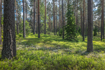 Obraz premium Magical fairytale forest. Forest covered of blueberry twigs. Forest therapy and stress relief