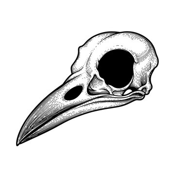 Bird Skull Animal Head Bone.