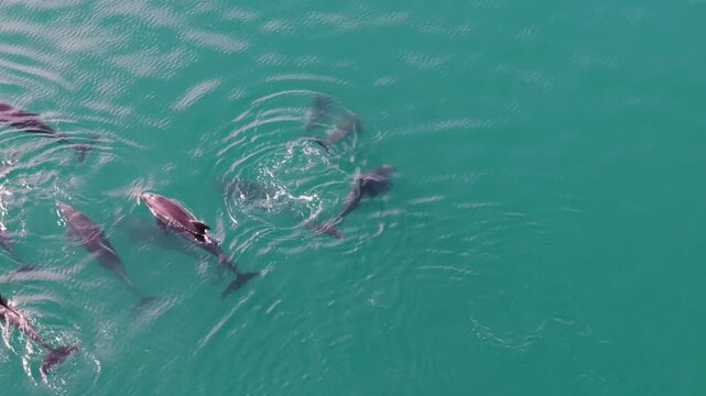 Dolphins swim and interact in the Sea of Cortez in Baja California Sur, Mexico, showing mothers and babies nursing and playing.