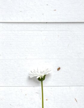 Single White Daisy Lying on Rustic White Wooden Planks