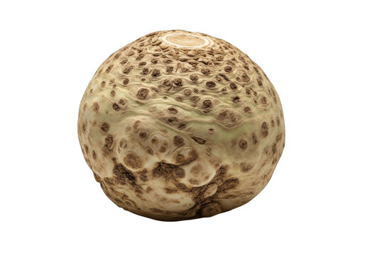 celeriac root on transparent background vegetable food produce knobbed knobby greenish brown spots photo photograph