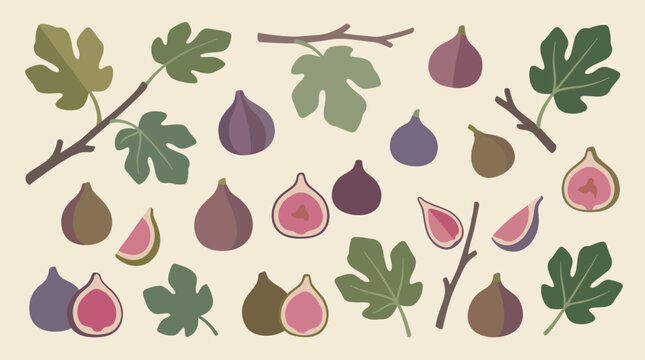 Colorful fig fruit and leaf collection flat vector illustration on neutral background