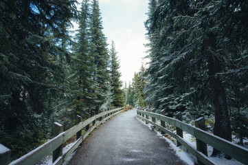 Fototapeta premium Snowy wooden railing on asphalt pavement through winter pine forest