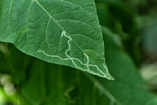 Leaf attacked by leafminer