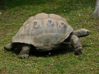 Obraz premium turtle on the grass