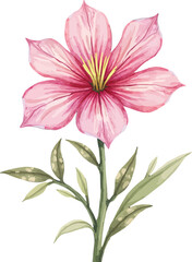 Obraz premium Pink Lily Flower with Green Stem and Leaves