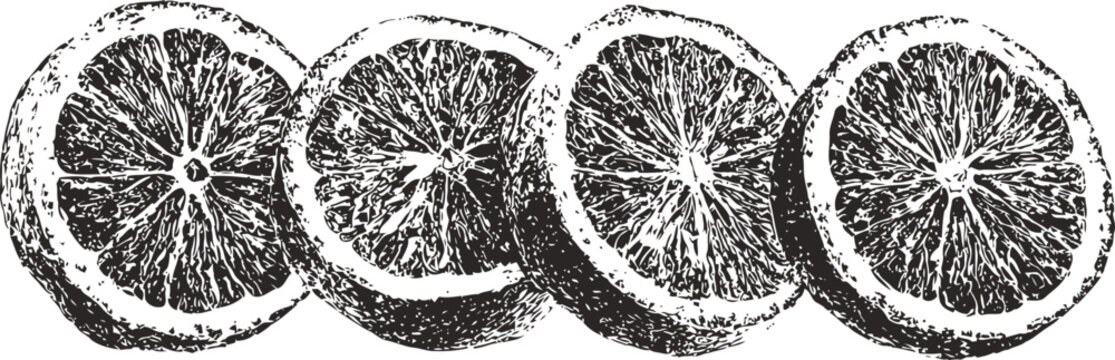 Four detailed orange slices in a row, rustic vintage fruit illustration