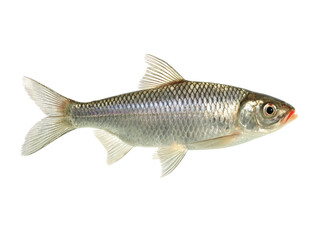 Fototapeta premium Freshwater fish, roach, isolated on transparent background, wild aquatic animal.