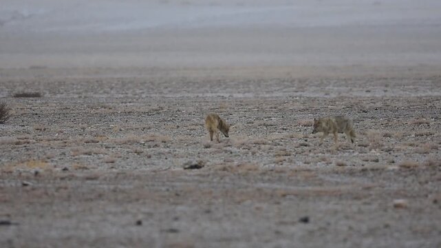 Wolfdog fighting with Himalayan Wolf in Ladakh, India part 2