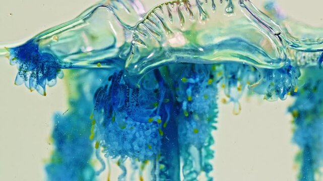 Often found in tropical and subtropical waters, this dangerous marine species may wash ashore during seasonal currents and monsoon conditions. Dangerous Portuguese Man of War Jellyfish at Karon beach