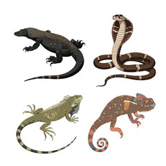 Fototapeta premium Tropical Reptiles Komodo Dragon Cobra and Chameleon Vector Set