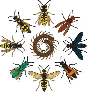 Dangerous Stinging Insects and Centipede Vector Set Featuring Yellowjacket, Wasp, Mud Dauber, Hornet, and Coiled Arthropod Isolated on White Background