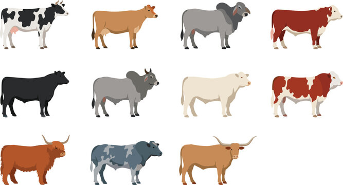 Domestic Cattle Breeds Vector Illustration Set Featuring Holstein Cow, Angus Bull, Brahman, Hereford, Highland, and Texas Longhorn Livestock Isolated on White Background