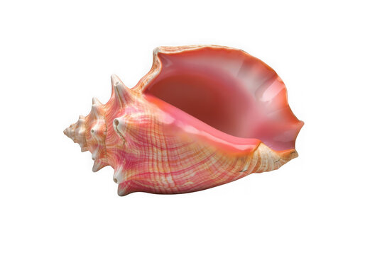 Large pink conch shell isolated on transparent background detailed natural ocean mollusk with spiral pattern and ribbed texture.