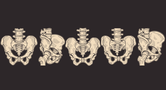 Human Pelvis Bones Anatomy Illustration.