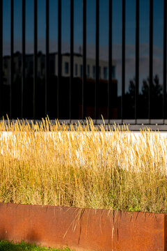 Golden grass fills metal planter before dark glass facade, turning urban garden texture into a bold architectural contrast with reflection