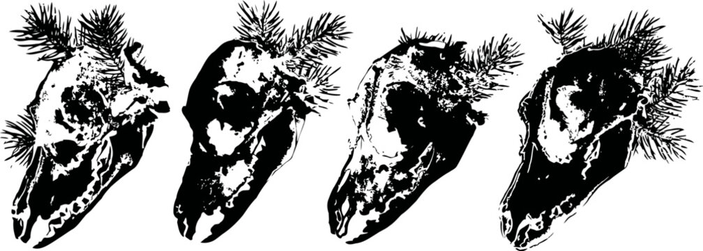 Four vintage animal skulls side view on white background