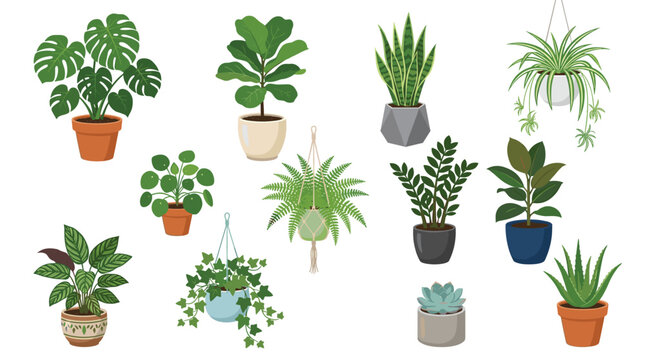 A collection of various potted houseplants including monstera fiddle leaf fig snake plant and succulents are arranged on a white background.