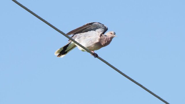 European turtle dove grooming and singing on power line, Streptopelia turtur