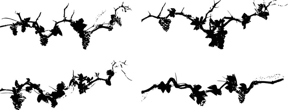 grape vine branches with leaves and clusters of grapes silhouette isolated on white background