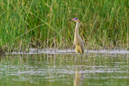 Whistling&nbsp; Heron ,Syrigma sibilatrix , 
Iber&agrave; Marshes, Corrientes Province, Argentina