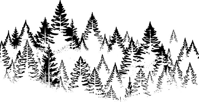 Pine Forest Silhouette Monochrome Design. Coniferous Wood Horizon Graphic