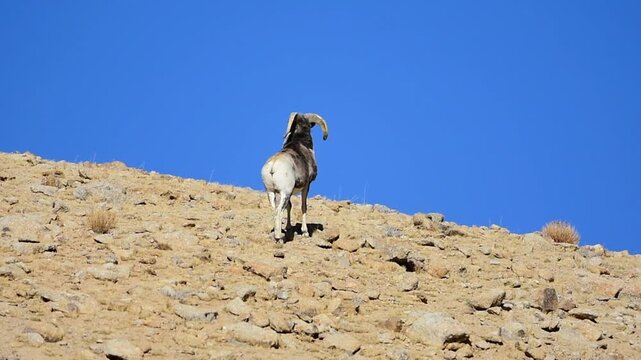 Tibetan Argali in Ladakh, India