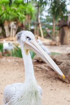 Palikan Portrait