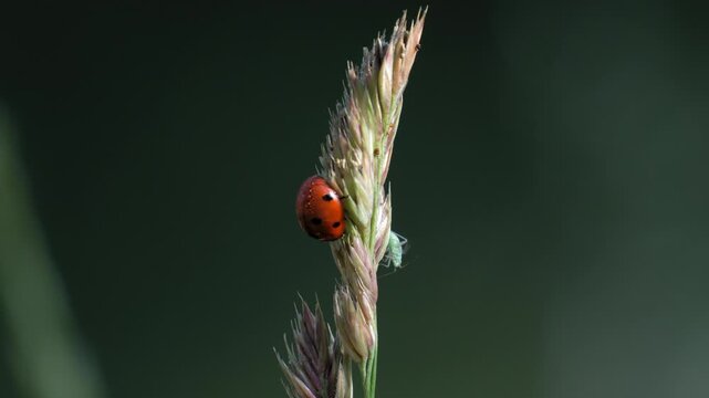 Ladybug and Green Aphid on Tall Fescue Grass - 4K Wildlife Slow Motion Shot