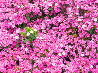 Fototapeta premium Mound of hybrid pinks (binomial name: Dianthus chinensis x barbatus) in an ornamental garden on a spring day in Brandywine Valley, Pennsylvania