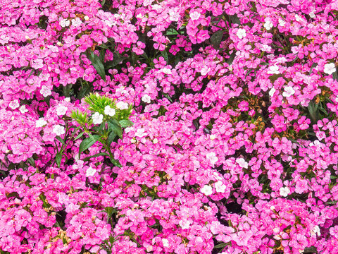 Mound of hybrid pinks (binomial name: Dianthus chinensis x barbatus) in an ornamental garden on a spring day in Brandywine Valley, Pennsylvania