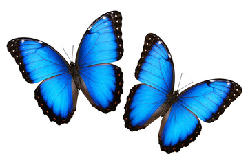 Fototapeta premium Two vibrant blue morpho butterflies with black and white spotted wing edges