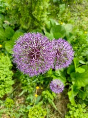 Obraz premium Ornamental onions bloom with purple balls, beautiful flowers in the garden.